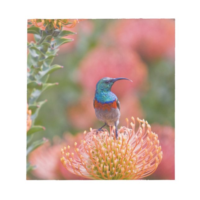 Greater Double-collared Sunbird Notepad (Front)