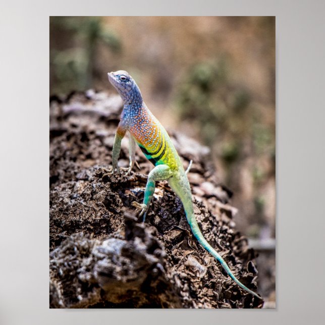 Greater Earless Lizard Poster (Front)