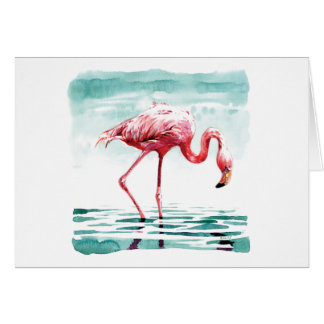 Greater flamingo
