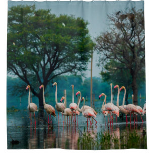 Greater flamingo flock in natural habitat. A natur