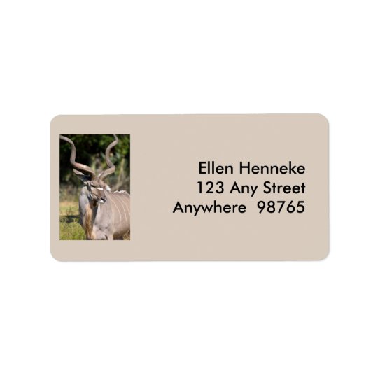 Greater Kudu