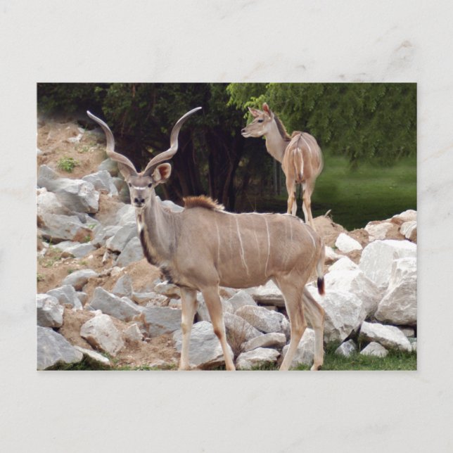 greater-kudu-10 postcard (Front)