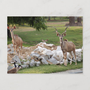 greater-kudu-8 postcard