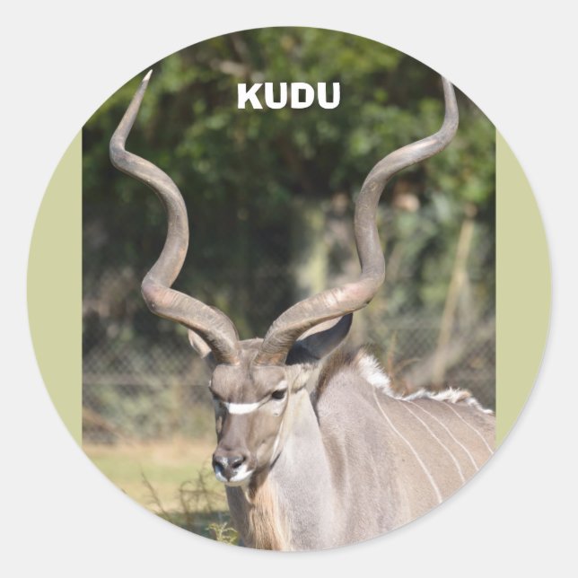 Greater Kudu Classic Round Sticker (Front)