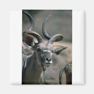 Greater Kudu Magnet