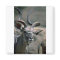 Greater Kudu