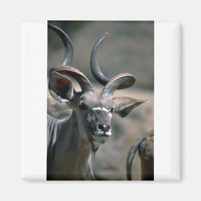 Greater Kudu Magnet (Front)
