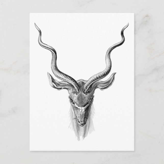 Greater Kudu Postcard (Front)