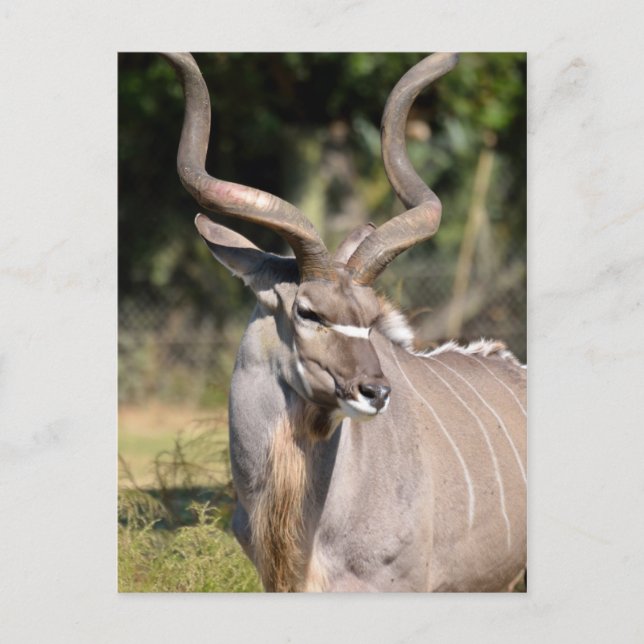 Greater Kudu Postcard (Front)