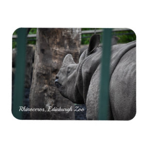 Greater One-Horned Rhinoceros at Edinburgh Zoo Magnet