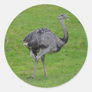 Greater Rhea #1 Stickers