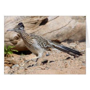Greater Roadrunner
