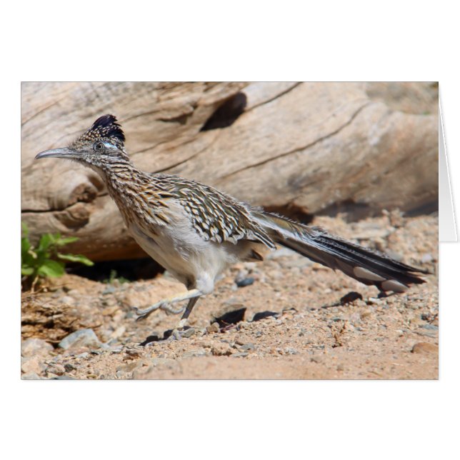 Greater Roadrunner (Front Horizontal)