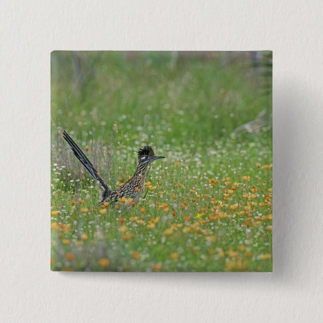 Greater Roadrunner, Geococcyx 2 Inch Square Button (Front)