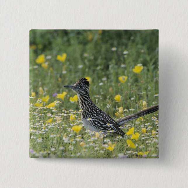 Greater Roadrunner, Geococcyx californianus, 2 Inch Square Button (Front)