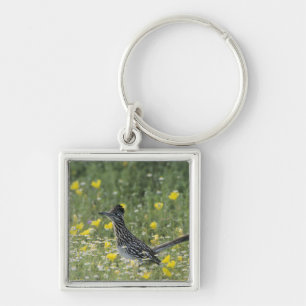 Greater Roadrunner, Geococcyx californianus, Keychain