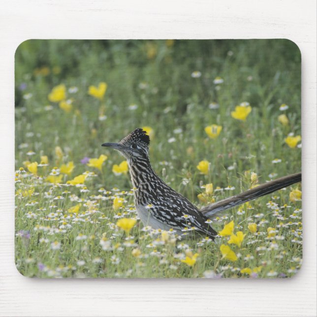 Greater Roadrunner, Geococcyx californianus, Mouse Pad (Front)