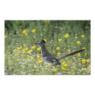 Greater Roadrunner, Geococcyx californianus, Photo Print