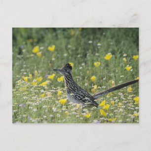 Greater Roadrunner, Geococcyx californianus, Postcard