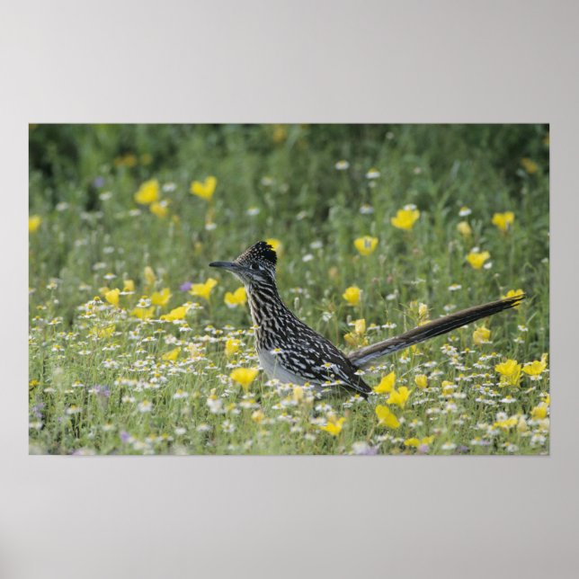 Greater Roadrunner, Geococcyx californianus, Poster (Front)