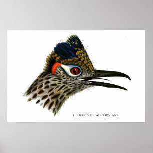 Greater roadrunner, Geococcyx Californianus  Small Poster