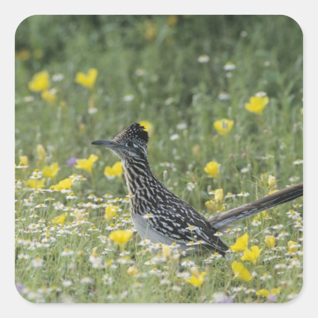 Greater Roadrunner, Geococcyx californianus, Square Sticker (Front)