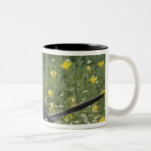 Greater Roadrunner, Geococcyx californianus, Two-Tone Coffee Mug