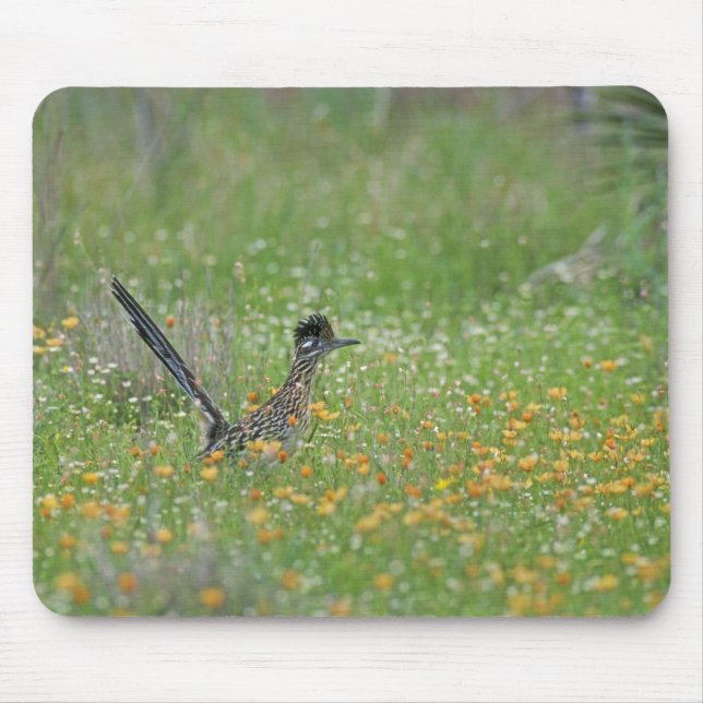 Greater Roadrunner, Geococcyx Mouse Pad (Front)