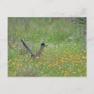 Greater Roadrunner, Geococcyx Postcard