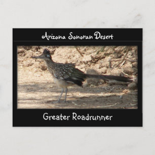 Greater Roadrunner Postcard