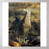 Greater Roadrunner