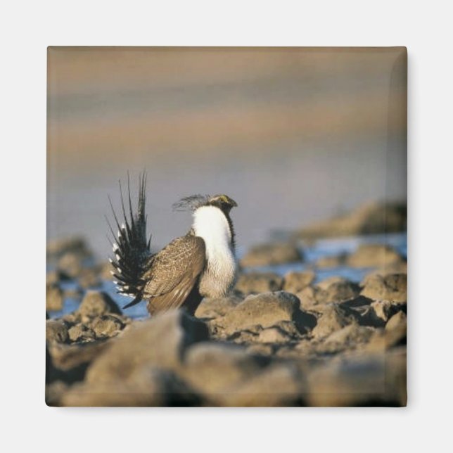 Greater sage grouse magnet (Front)