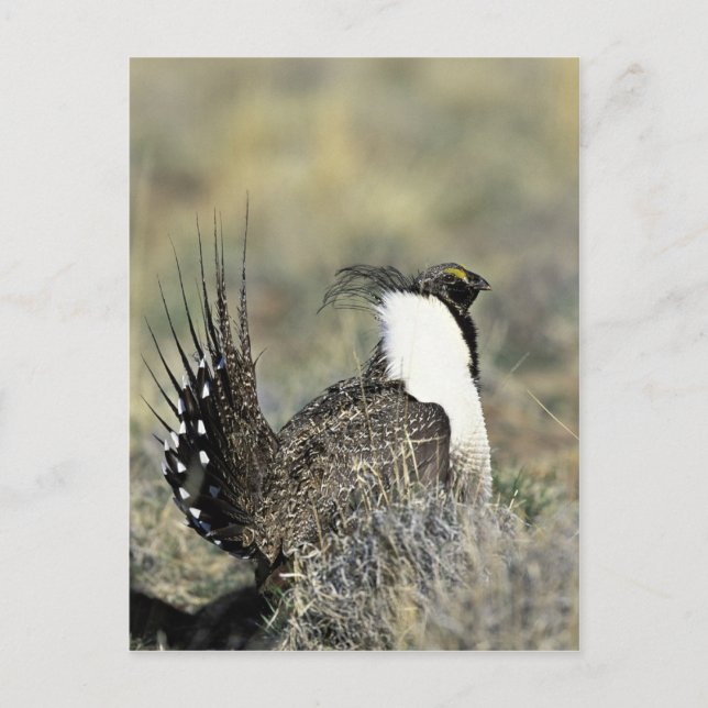 Greater sage grouse postcard (Front)