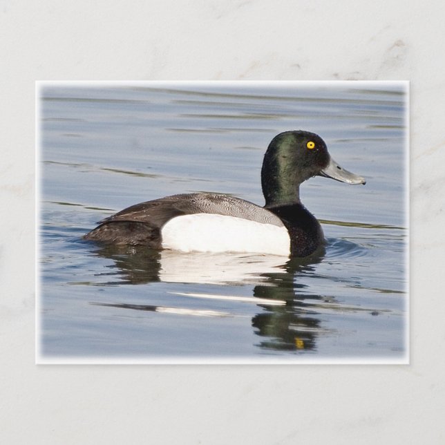 Greater Scaup - Bluebill Drake Postcard (Front)