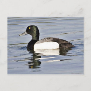 Greater Scaup drake Postcard