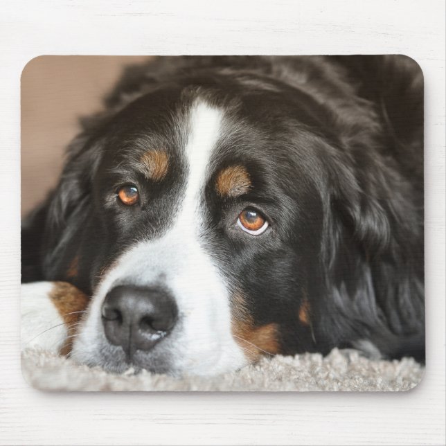 Greater Swiss Mountain Dog Mouse Pad (Front)