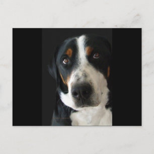 Greater Swiss Mountain Dog Sad Eyes Postcard