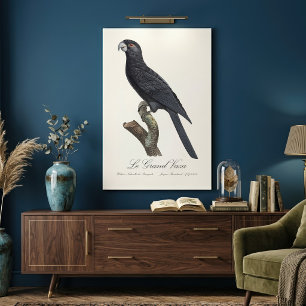 Greater Vasa Parrot, Coracopsis Vasa Illustration Canvas Print