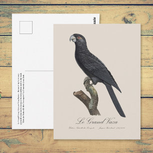 Greater Vasa Parrot, Coracopsis Vasa Illustration Postcard