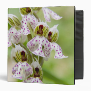 Greece, Crete. Orchid in bloom Orchis Binder