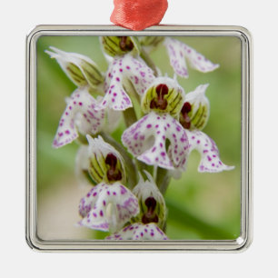 Greece, Crete. Orchid in bloom Orchis Metal Ornament