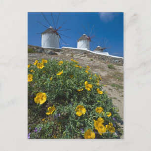 Greece, Cyclades Islands, Mykonos, Flowers near Postcard