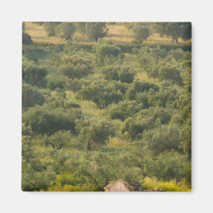 GREECE, Ionian Islands, KEFALONIA, Havriata: Magnet
