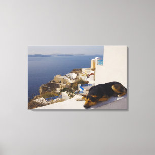Greece, Santorini Island, Oia City, dog sleeping Canvas Print