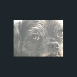 Greedo Watches Canvas Print<br><div class="desc">Greedo Watches.  2021,  Ken Gage.  Photography: portrait of Greedo,  a black pug.</div>