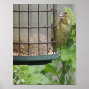 Greedy Greenfinch Print