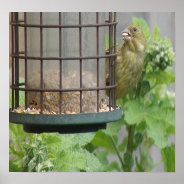 Greedy Greenfinch Print (Front)