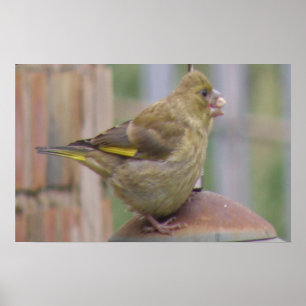 Greedy Greenfinch Print