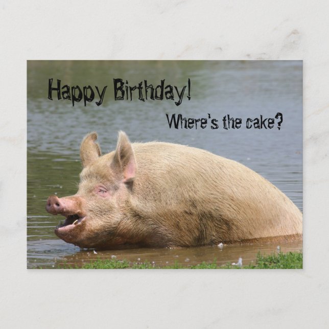 Greedy pig Birthday Postcard (Front)