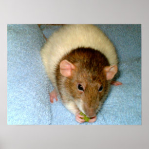 Greedy Rat Poster